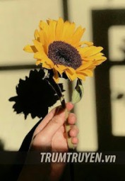 Đi Về Phía Mặt Trời